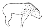 Thumbnail for Cultural depictions of spotted hyenas