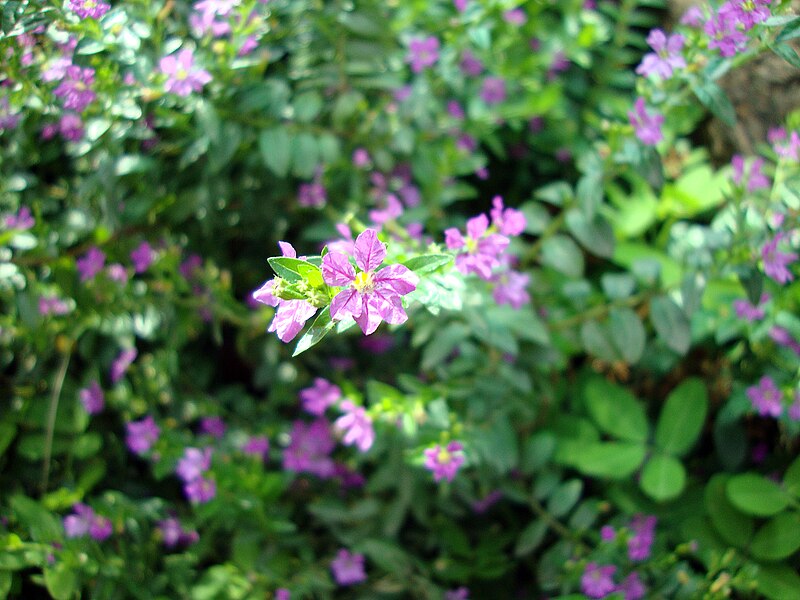 File:Cuphea hyssopifolia (3).JPG