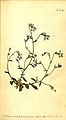 Curtis's botanical magazine (No. 514) (8413247595).jpg