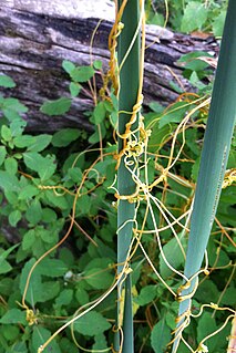 <i>Cuscuta gronovii</i> Species of flowering plant