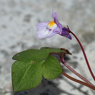 <i>Cymbalaria</i> Genus of flowering plants in the mint and sage family Plantaginaceae