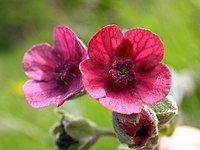 Cynoglossum officinale