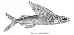 斑鰭飛魚 Cypselurus poecilopterus