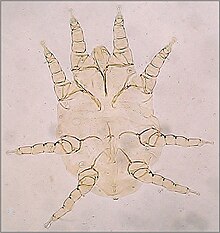 Cytodites nudus respiratory mite Cytodites-nudus-adult-mite-2.JPG