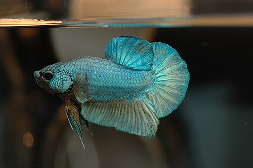 DVJ Betta splendens 005