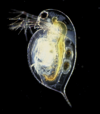 <i>Daphnia <span style="font-style:normal;">(</span>Daphnia<span style="font-style:normal;">)</span></i> Subgenus of small freshwater animals