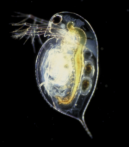 421px-Daphnia_pulex.png