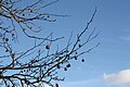 branches with fruits