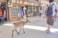 宮島の商店街のシカ。