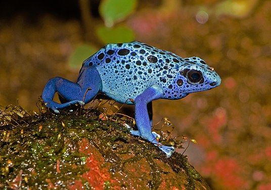 Dendrobates tinctorius var. azureus