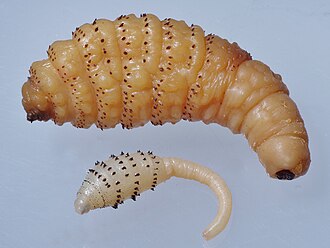 Larvae of Dermatobia hominis, Torsalo bot-fly; third stage larva top, first stage larva bottom. Dermatobia larvae.jpg