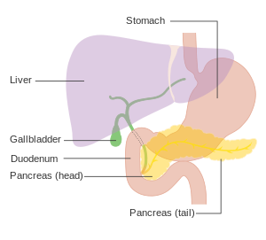 Diagram showing the position of the pancreas CRUK 356.svg