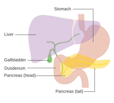 File:Diagram showing the position of the pancreas CRUK 356.svg