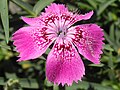 Királykői szegfű (Dianthus callizonus)