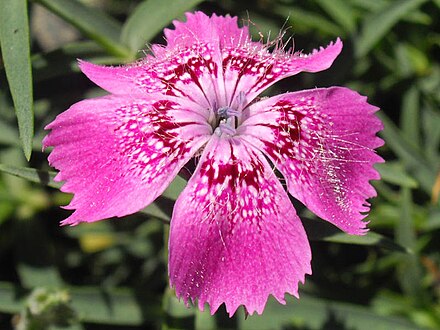 Garofiţa Pietrei Craiului (Dianthus Callizonus)