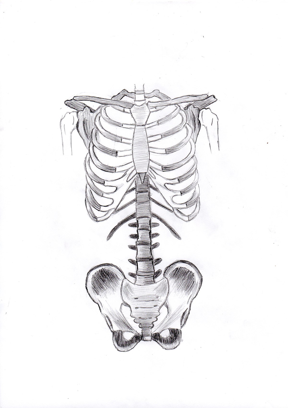 Archivo:Dibujo anatómico Huesos  - Wikipedia, la enciclopedia  libre