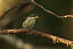 Thumbnail for Pygmy flowerpecker