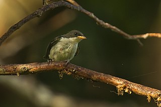 <span class="mw-page-title-main">Pygmy flowerpecker</span> Species of bird