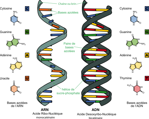 Diferencia entre ADN y ARN