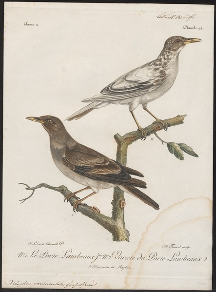 File:Dilophus carunculatus - 1796-1808 - Print - Iconographia Zoologica - Special Collections University of Amsterdam - UBA01 IZ15800071.tif