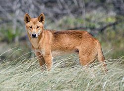 Australsk dingo (K’gari, Queensland)
