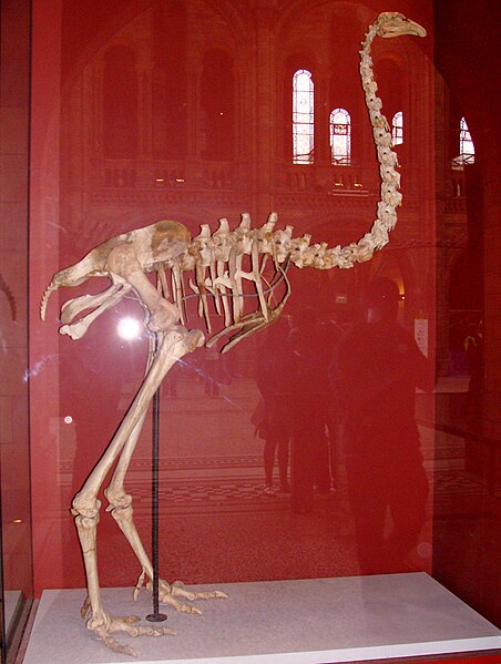 File:Dinornis novaezealandiae.001 — Natural History Museum of London.jpg