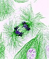 Dividing cells showing chromosomes (purple) and cell skeleton (green) (20062504363).jpg