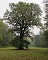 Čeština: Památný strom (dub letní, Quercus robur) v anglickém parku v Dobříši, okres Příbram - ČR English: Famous tree (oak, Quercus robur) in park in Dobříš, Příbram District in Czech Republic