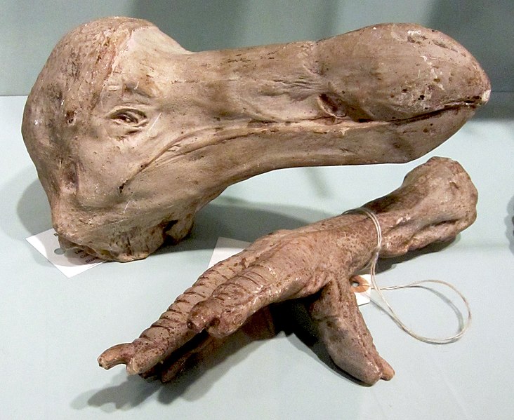 File:Dodo casts c1800.jpg