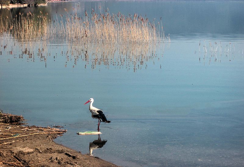 File:Dojran Lake 255.jpg