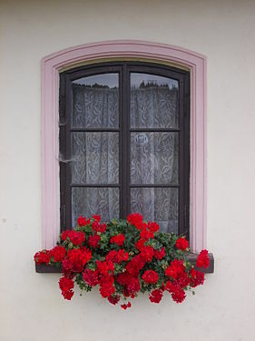 Window with pelargoniums, Dolni Lanov, CZ