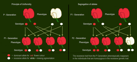 P-Generation and F1-Generation: The dominant allele for purple-red flower hides the phenotypic effect of the recessive allele for white flowers. F2-Generation: The recessive trait from the P-Generation phenotypically reappears in the individuals that are homozygous with the recessive genetic trait.
