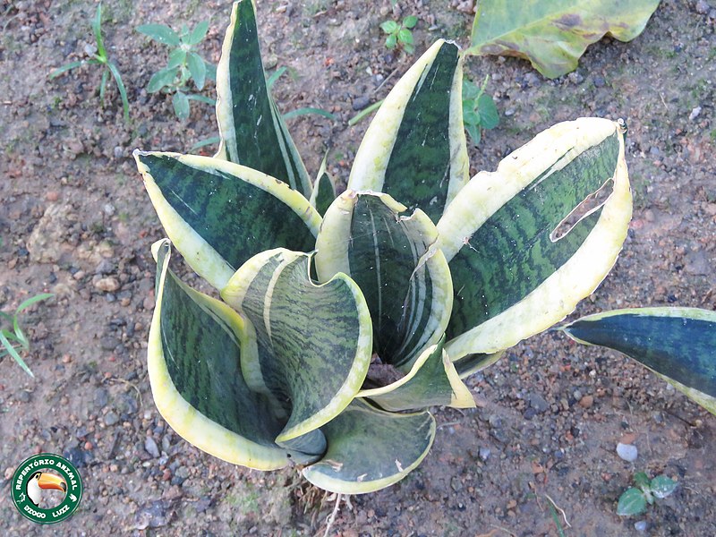 File:Dracaena trifasciata 127412514.jpg