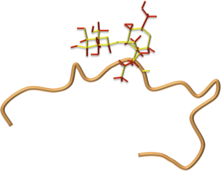 <span class="mw-page-title-main">Drosocin</span> Antimicrobial peptide