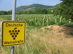 Blick über die Weinberge zur Haardt