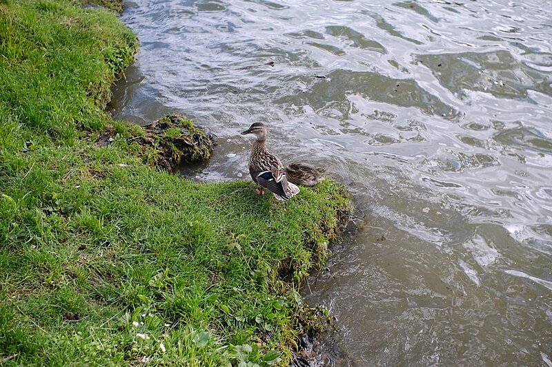 File:Duck (51185344576).jpg