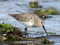 Dunlin Calidris alpina