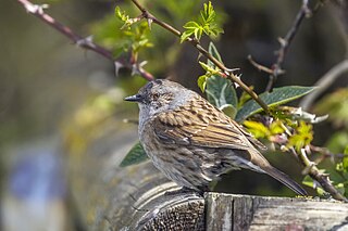 <span class="mw-page-title-main">Dunnock</span> Species of bird