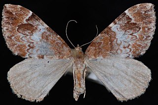 <i>Dysstroma sobria</i> Species of moth