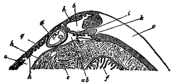 EB1911-Gastropoda 14.png