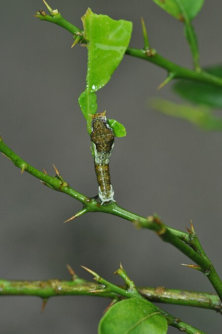Tập_tin:Early_stage_of_caterpillar_of_Common_Mormon_Papilio_polytes_WLB_DSC_01_19.jpg
