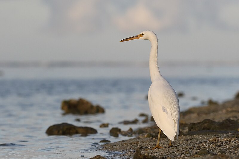 File:Eastern Reef Egret (Egretta sacra) white morph (27337149757).jpg