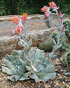 Echeveria runyonii