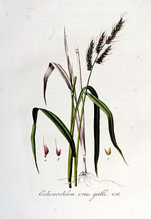 Echinochloa crus-galli — Flora Batava — Volume v6.jpg