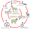 Miniatura per Equinococcosi