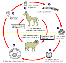Echinococcus Life Cycle.svg