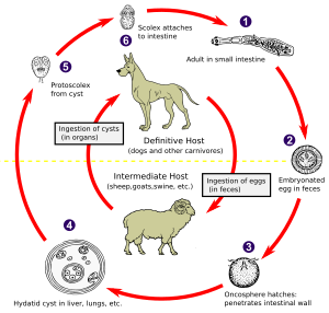 Echinococcus Life Cycle.svg