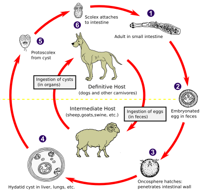 Echinococcus Life Cycle.svg