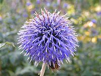 Echinops bannaticus