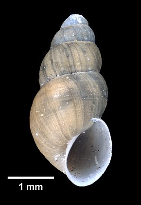 Beschrijving van de Ecrobia truncata (YPM IZ 033794) .jpeg-afbeelding.